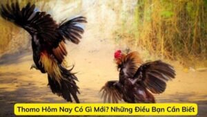 Thomo Hôm Nay Có Gì Mới? Những Điều Bạn Cần Biết