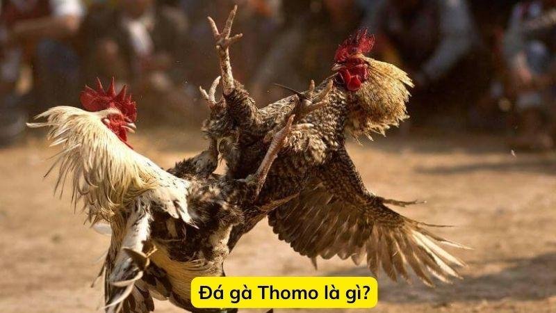 thomo-hom-nay-2