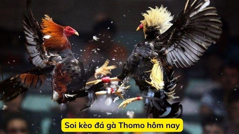 thomo-hom-nay-3
