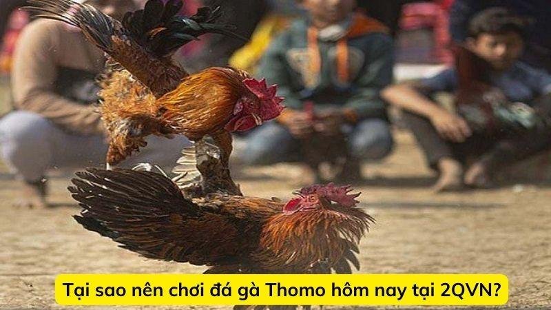 thomo-hom-nay-4