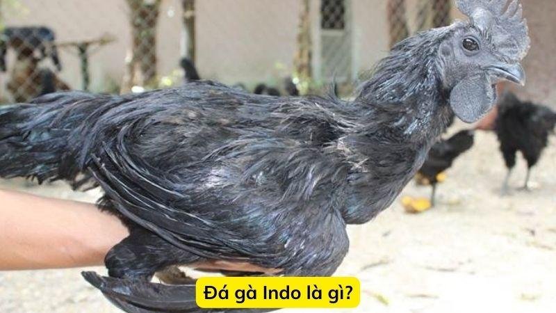 da-ga-indo-2