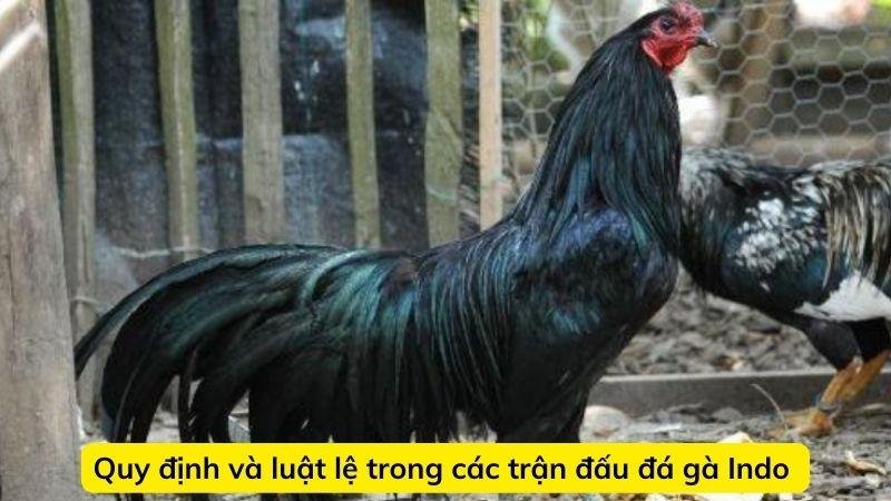 da-ga-indo-3