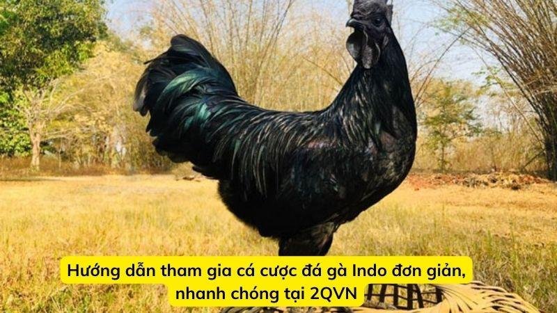 da-ga-indo-4