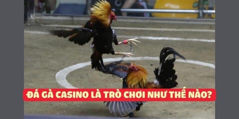 Đá gà casino trực tiếp là trò chơi như thế nào?