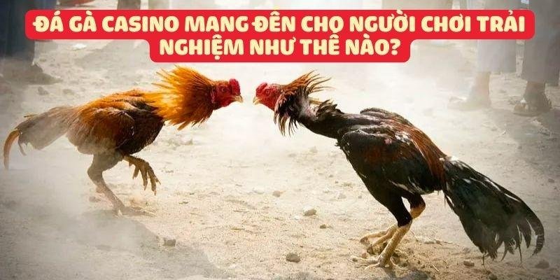 Đá gà casino trực tiếp mang đến cho người chơi trải nghiệm như thế nào?