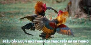 truc-tiep-da-ga-thomo
