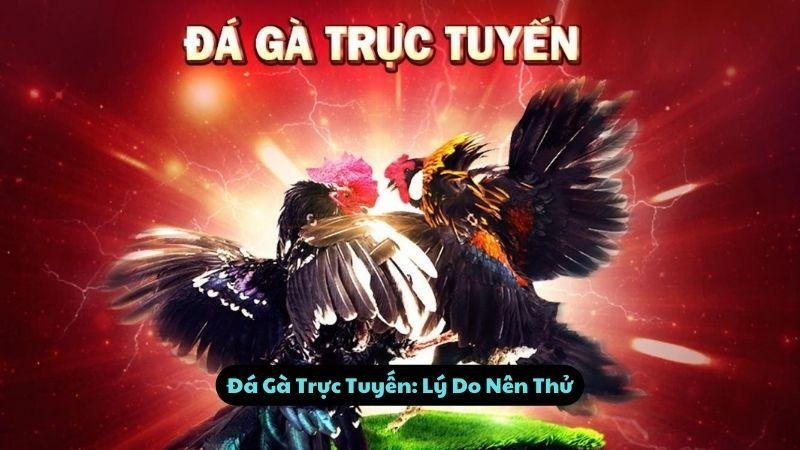 Đá Gà Trực Tuyến: Lý Do Nên Thử