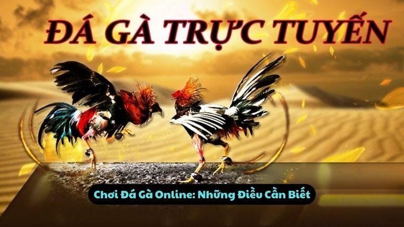 Chơi Đá Gà Online: Những Điều Cần Biết