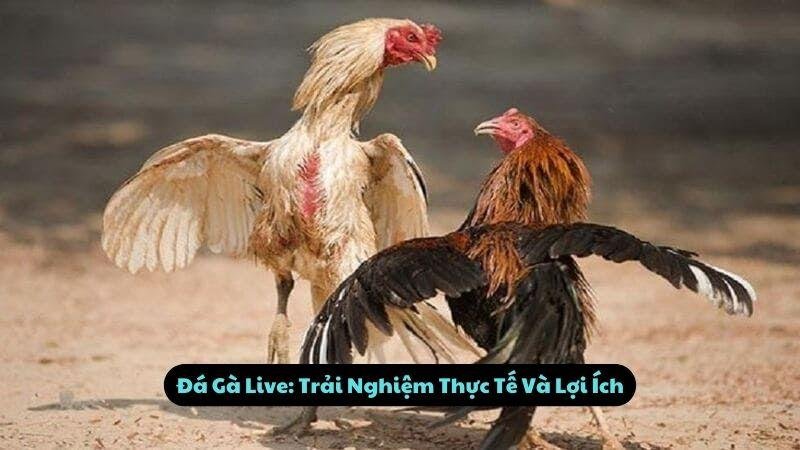 Đá Gà Live: Trải Nghiệm Thực Tế Và Lợi Ích
