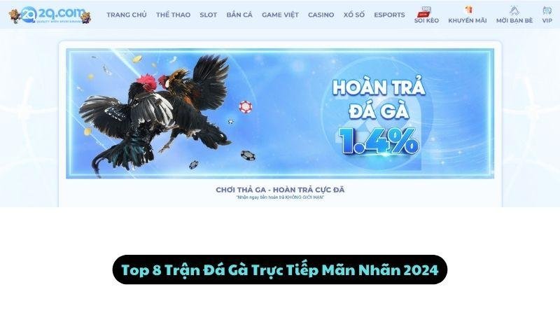 Top 8 Trận Đá Gà Trực Tiếp Mãn Nhãn 2024