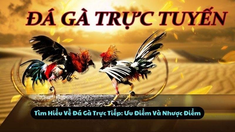Tìm Hiểu Về Đá Gà Trực Tiếp: Ưu Điểm Và Nhược Điểm