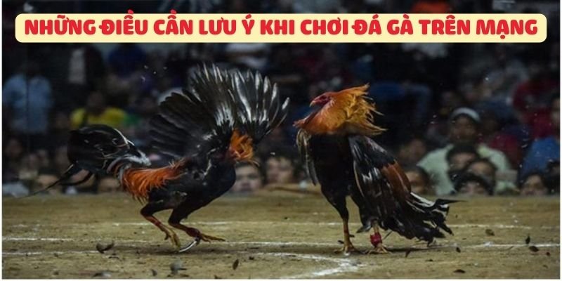 Những điều cần lưu ý khi chơi Đá gà mạng
