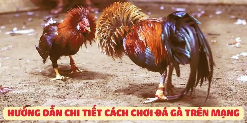 Hướng dẫn chi tiết cách chơi Đá gà mạng