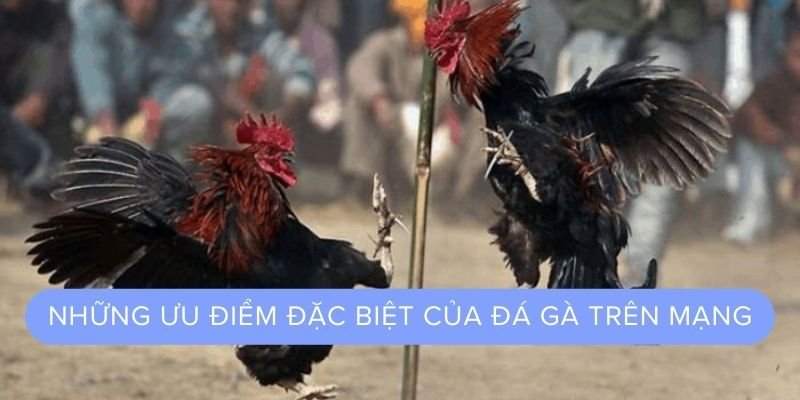 Những ưu điểm đặc biệt của Đá gà mạng