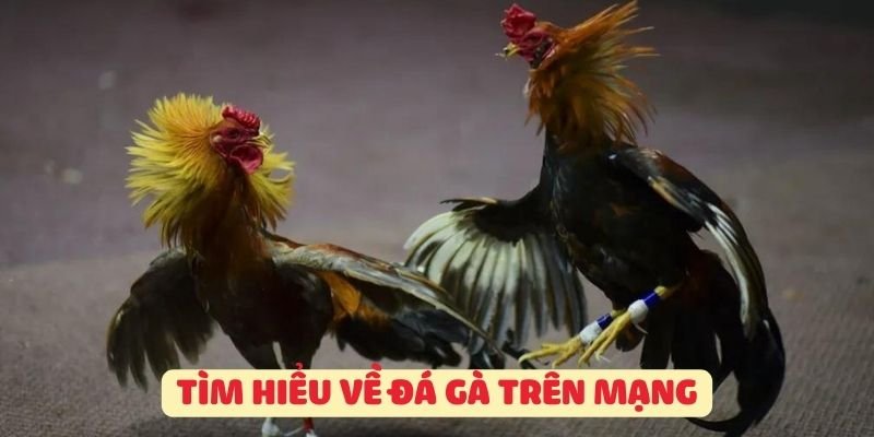 Tìm hiểu về Đá gà mạng