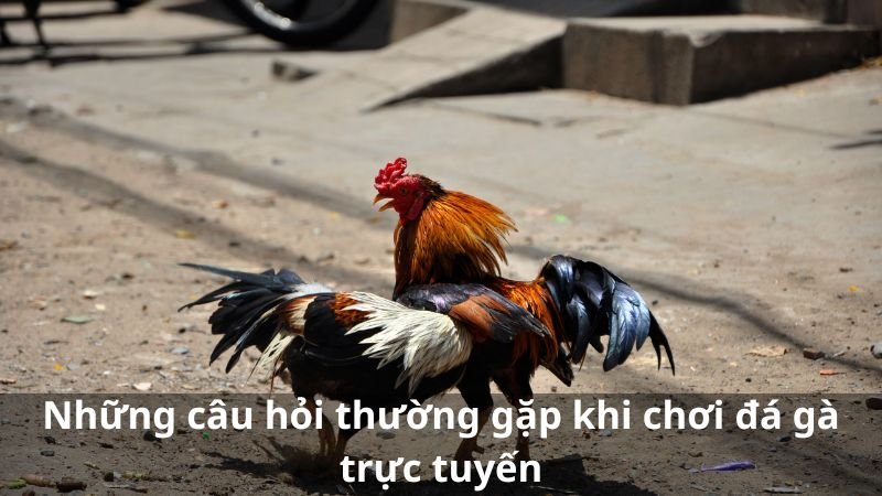 Những câu hỏi thường gặp khi tham gia đặt cược chơi đá gà trực tuyến