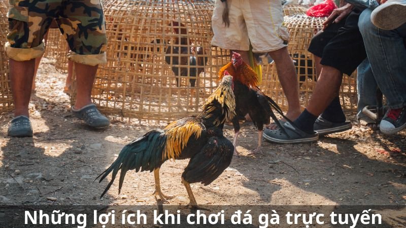 Những lợi ích khi tham gia chơi đá gà trực tuyến là gì?